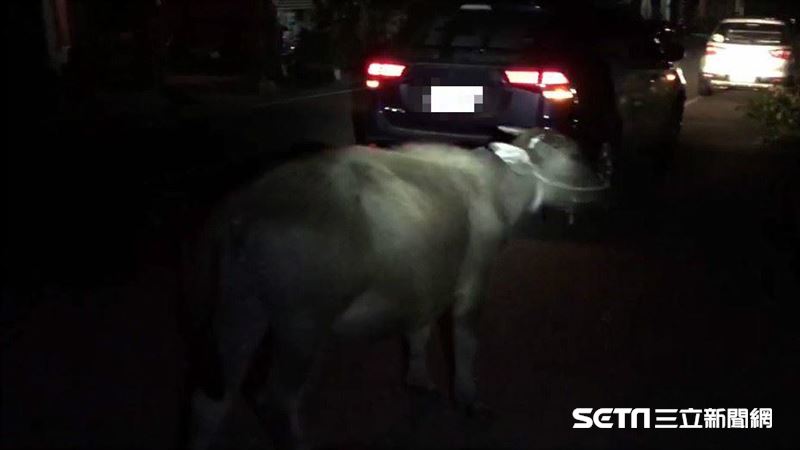 半夜驚見大屁股擋路　下車一看竟是牠