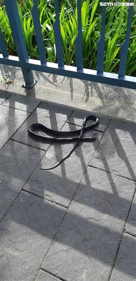 蛇,新竹公園,麗池,親子,新竹