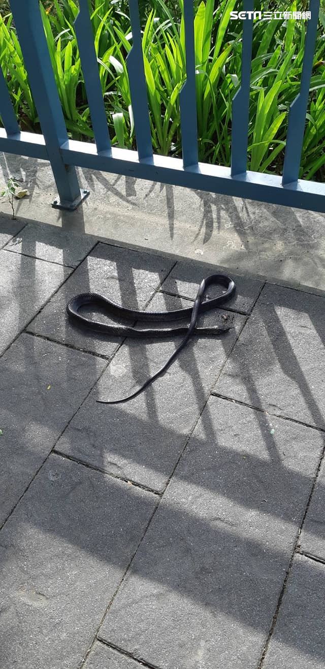 新竹公園蛇現蹤　遭民眾私刑處置