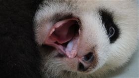 圓寶 長牙（圖/台北市立動物園提供）