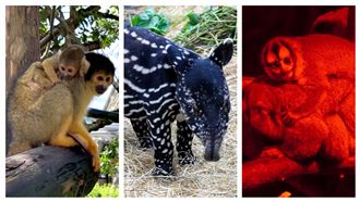 動物寶寶大集合　插畫家馬來貘搶命名