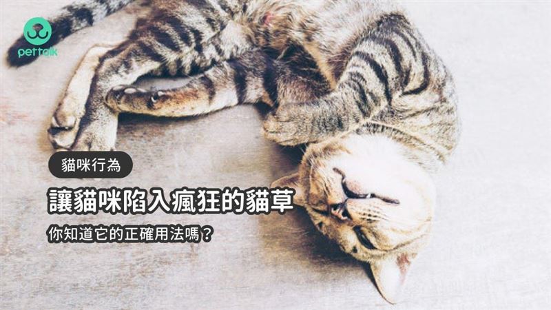 讓貓陷入瘋狂的貓草　它的正確用法？
