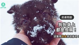  ▲圖／翻攝自PetTalk官網