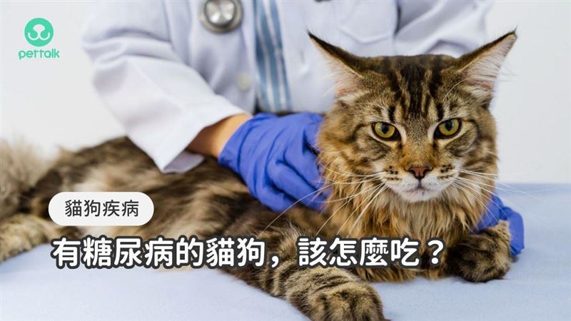淺談貓狗糖尿病的臨床治療與飲食重點