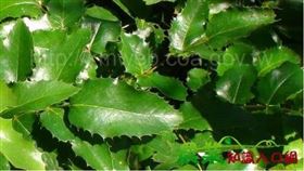 冬青葉(圖/行政院農委會提供)