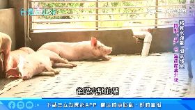 文 客運箱吃人1200