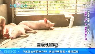 沼氣發電永續發展　他讓豬糞變黃金