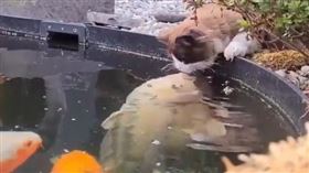 中國,寵物,貓咪,錦鯉,池塘,接吻（圖／翻攝自寵物聯萌）