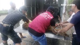 公路傳怪聲…原來是梅花鹿摔涵洞求救