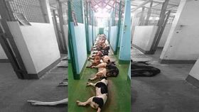 動物組織,棄養,安樂死,購買,領養,寵物