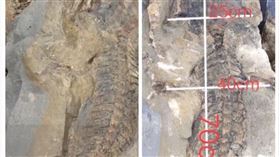 四川出現2.5億年前的化石（圖／翻攝自梨視頻）