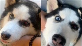 哈士奇,眼球摘除,虐狗,基隆,翻攝畫面