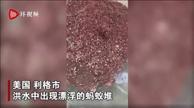 德州,颶風,螞蟻堆,密集恐懼症,紅火蟻,利格市