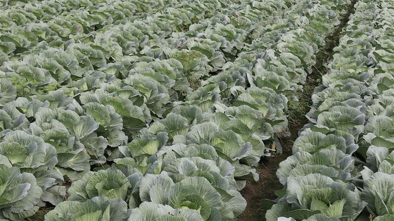 高麗菜種太多！9月674萬株超過啦