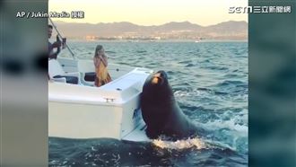 海獅搭順風船　萌翻模樣順便賺伙食