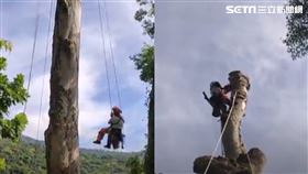 台東知本國家森林遊樂區,伐木
圖/記者王浩原攝影