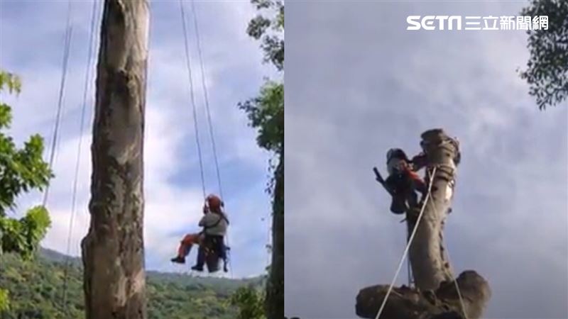 破紀錄！爬11樓高砍巨樹驚險畫面曝