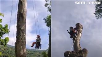 破紀錄！爬11樓高砍巨樹驚險畫面曝