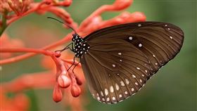 蝴蝶。（圖／翻攝自pixabay）