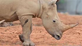 犀牛 六福村 白犀牛▲ （圖／六福集團提供） 