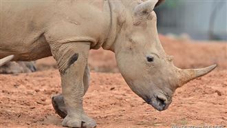 台瀕危動物輸出　犀牛妹明3月嫁日本