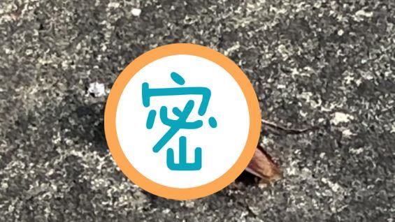 會動的龍眼籽？她驚喊：小強戴安全帽