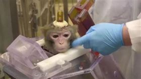 研究員把小猴子頭殼鑿了一個洞。（圖／翻攝自「動物權利組織」粉專）