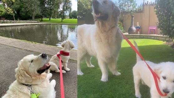 盲狗也有導盲犬！牠暖心舉動…網融化