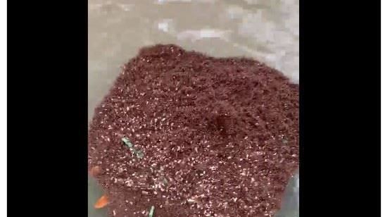 水面詭異紅肉塊！真相曝…碰了恐斃命