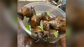 公園蝸牛好肥！大媽撿9隻想煮「法式餐」她狂勸：會吃死人（圖／翻攝自Day Day Explode 日日爆）