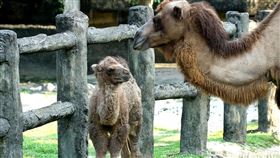 雙峰駱駝生第三胎,名叫煙子,（圖／台北市立動物園提供）