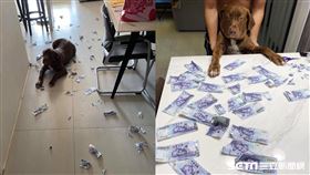 飼主蔡先生提供