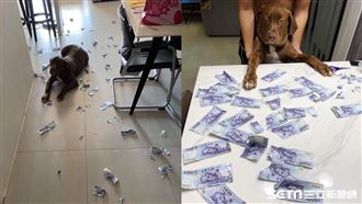 3萬鈔票被狗分屍！網笑：清蒸還紅燒