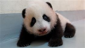 圓寶，貓熊，（圖／台北市立動物園提供）