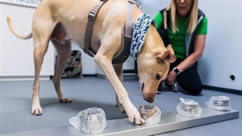 只要10秒　芬蘭機場4犬嗅新冠病毒