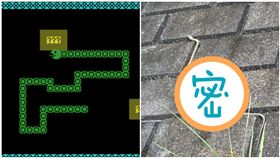 90度轉彎！「強迫症蛇」完美爬行…網驚呆：貪吃蛇是你（圖／翻攝自推特）