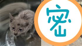  （圖／翻攝自Lovemeow）