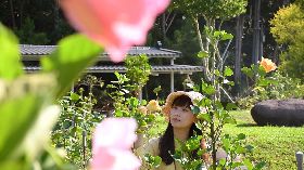 南投女青農與父合力打造朱槿花庭園　