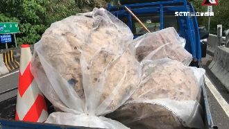 花蓮拆3虎頭蜂窩　最大達105公分