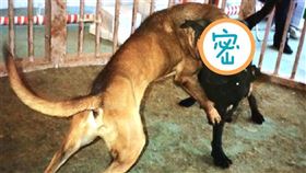 ▲日本土佐犬兇猛不輸比特犬。（圖／翻攝自百度百科）