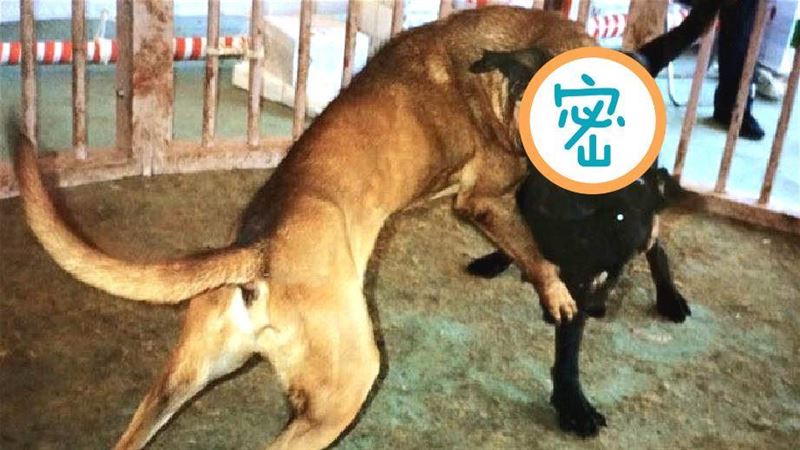 比特犬所向無敵嗎？只是沒遇到「牠」