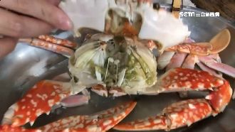 肥美萬里蟹入秋登場　民眾衝漁港搶買