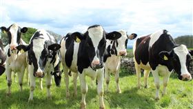 乳牛偷跑出來，在娜塔莎的院子奔跑。（圖／翻攝pixabay）