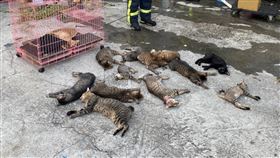 台中大里汽車美容廠火警（1）台中市大里區一處汽車美容廠26日發生火警，消防局獲報立即派員前往救援，救出廠內飼養的14隻貓。（台中市消防局提供）中央社記者蘇木春傳真　109年9月26日