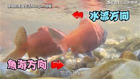 ▲來看看鮭魚迴流實錄！（圖／摩根的美國生活Morgan授權）
