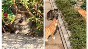 小老鼠被三隻貓咪圍捕（圖／翻攝自微博）