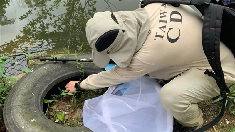 獨／新冠解封　台大醫憂登革熱夏天大爆發
