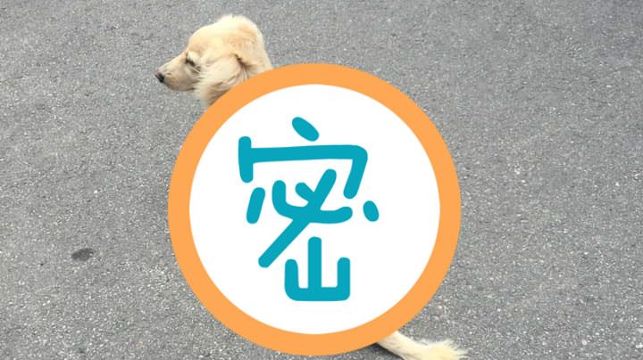 帶狗散步忘了！她衝下樓一看…超心疼