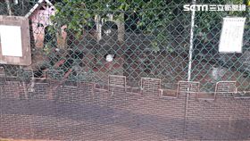 中壢,愛在羊世界,兔子,男童,斷指