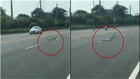 屏東的蛇比較嗨？牠路邊「扭動狂舞」…網吐真相鼻酸了（圖／翻攝自吃喝玩樂粉專）